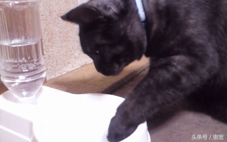 只喝水管流出来的水，这样的猫是不是有病？