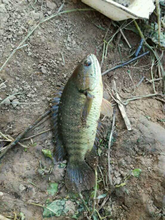 最好吃的100种鱼图片,十大最好吃的鱼视频