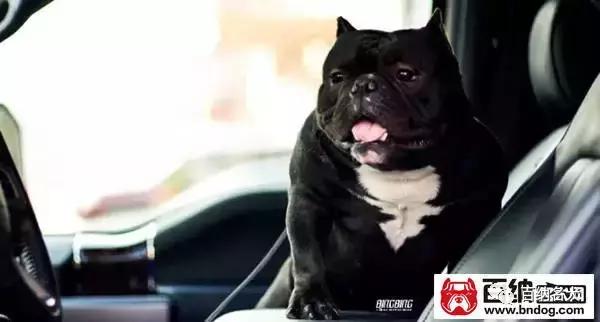 中国最大的恶霸犬,中国最大恶霸犬