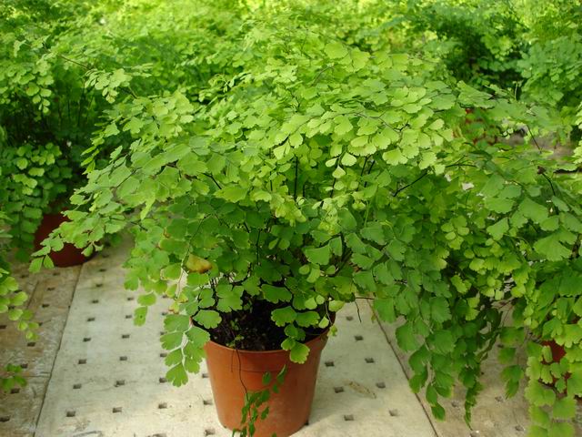 铁线蕨叶子干了怎么办,铁线蕨叶子干了怎么处理