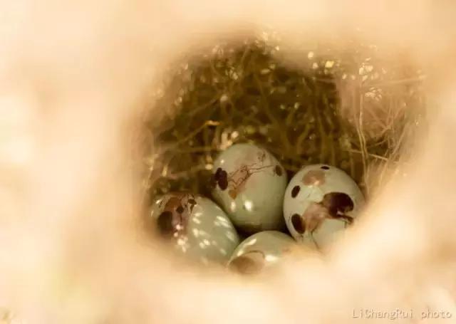 这是一篇只有鸟的美篇，却深深地打动了我