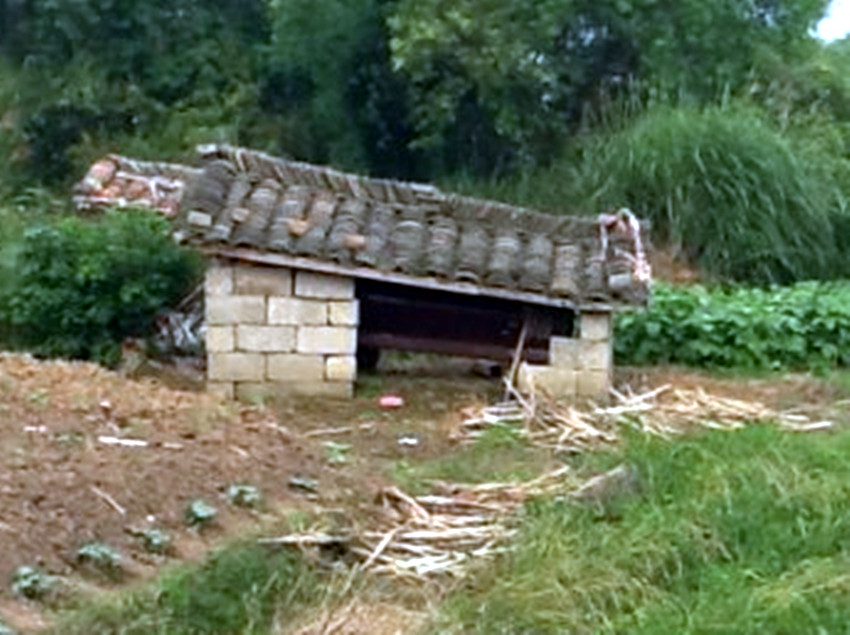 老狗父亲葬礼原视频,老人去世狗狗守棺材旁三天后去世