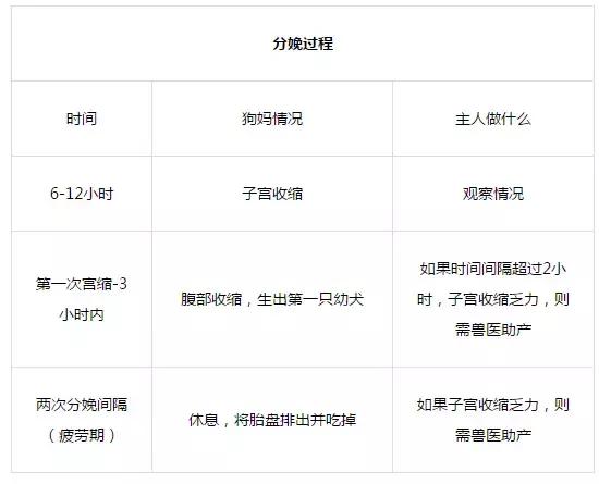 老板我要请假！不是因为我病了，而是因为我家狗要生啦