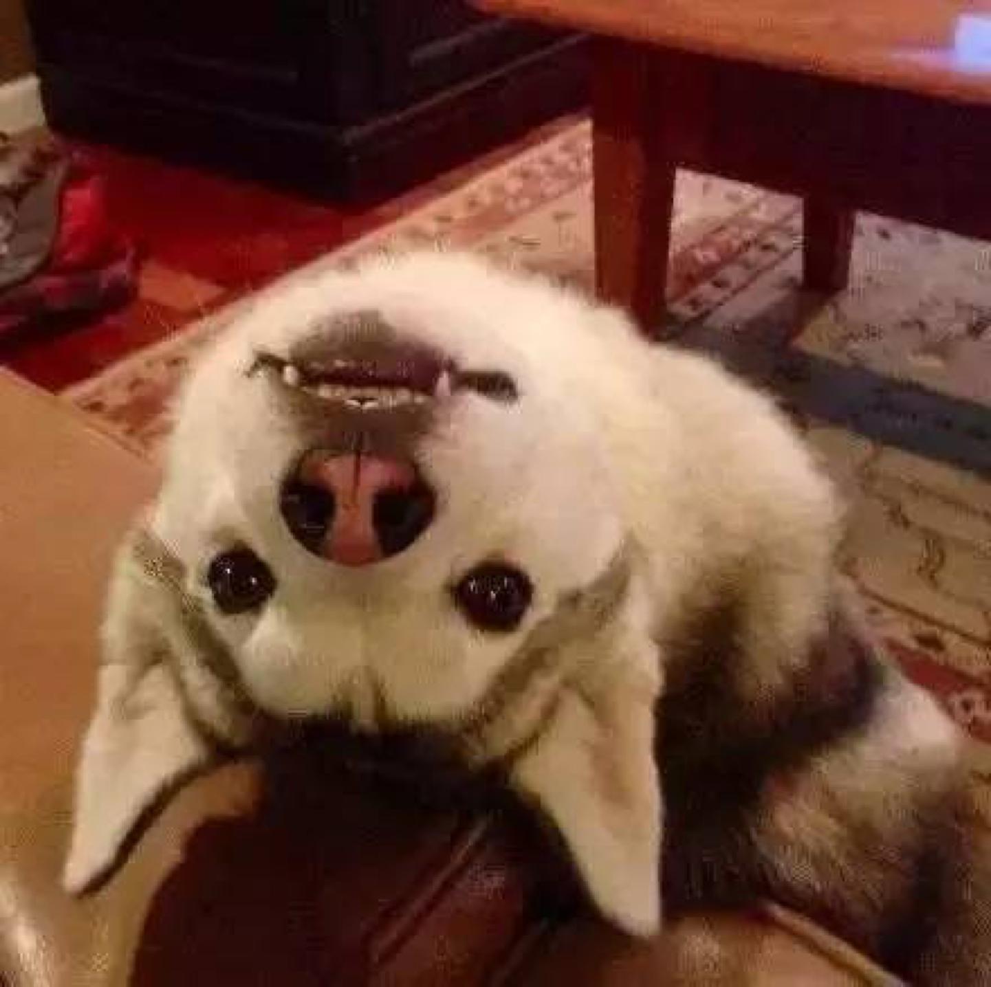 蒙娜丽莎细思极恐的真面目,蒙娜丽莎的一些细节