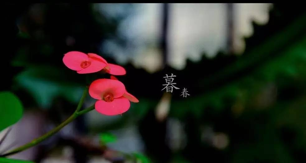 春季繁花盛开诗词,诗词鉴赏品读好诗词