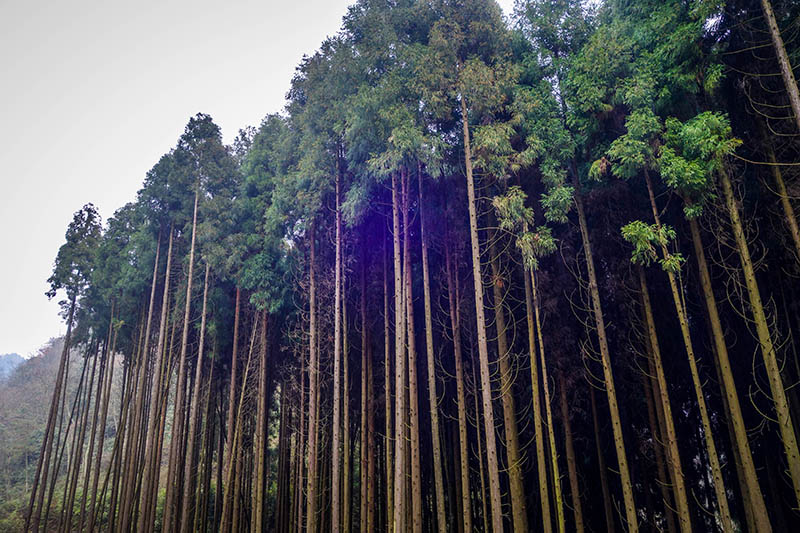 《天天向上》魏大勋强烈推荐赏辛夷花的地方，你还不快去！