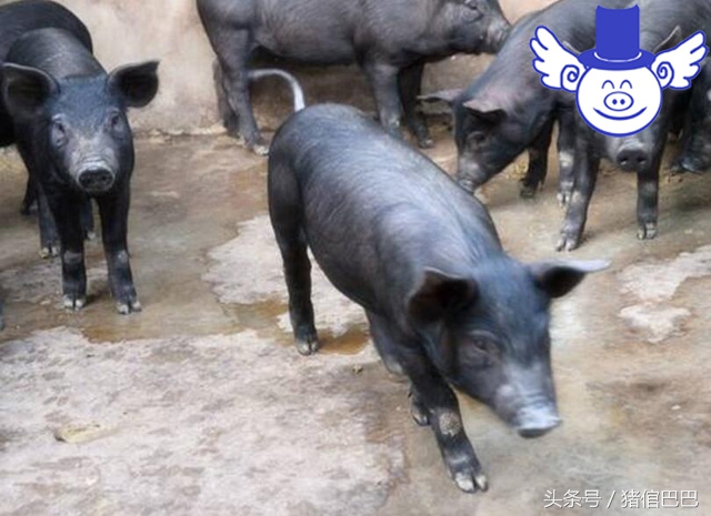 猪舍怎样设计合理,猪舍如何建造更好些