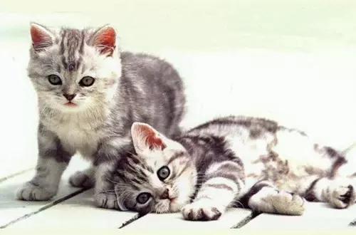 爆笑段子小明滚出去,小明滚出去之大头儿子小头爸爸