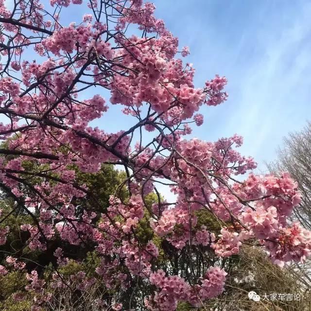 日本4s店的汽车质量,日本4s店现状