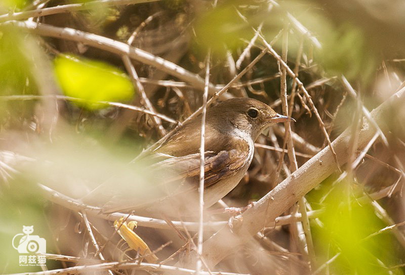 以色列,闯入“禁区”的观鸟人