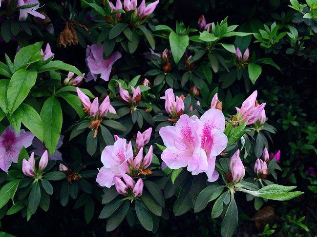 峨眉山吃住行,峨眉山吃住最佳攻略