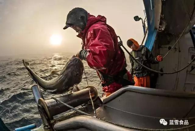 黑鳕鱼的样子图片,黑鳕鱼肉质硬的还是软的