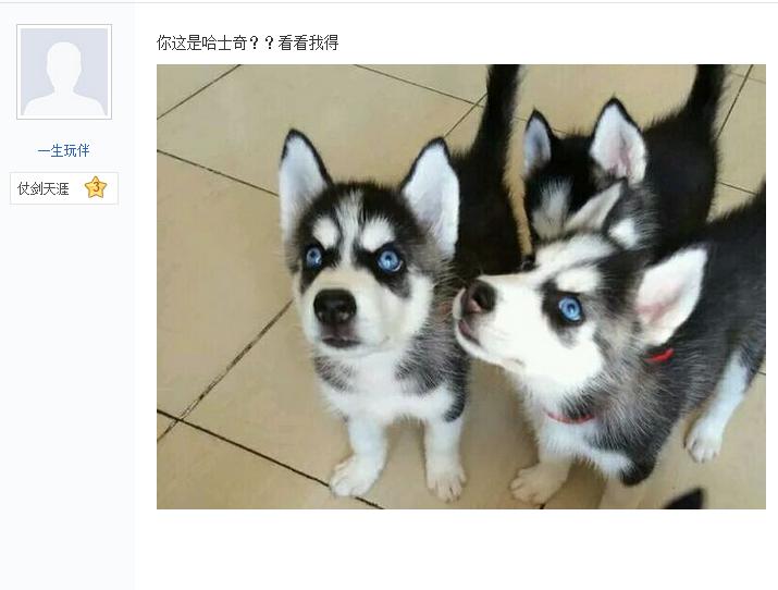 宠主到处炫耀两百块买了条哈士奇，网友看完：中华田园哈，没毛病