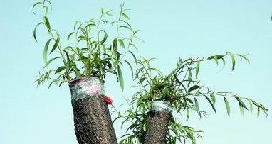 杨柳絮过敏去医院有用吗,杨柳絮和花粉过敏一样吗