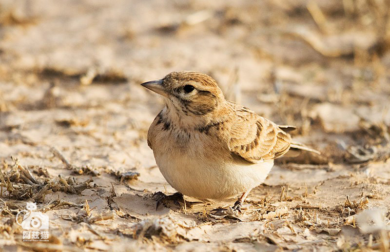 中东荒漠中的“特殊旅行”