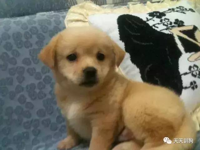 狗狗穿鞋有害吗,狗狗第一次穿鞋