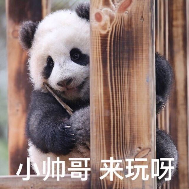 成都美女主播和好莱坞大师共赴大熊猫基地