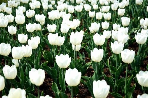 不同颜色的郁金香有着不同的寓意,郁金香的花色寓意是永恒的爱