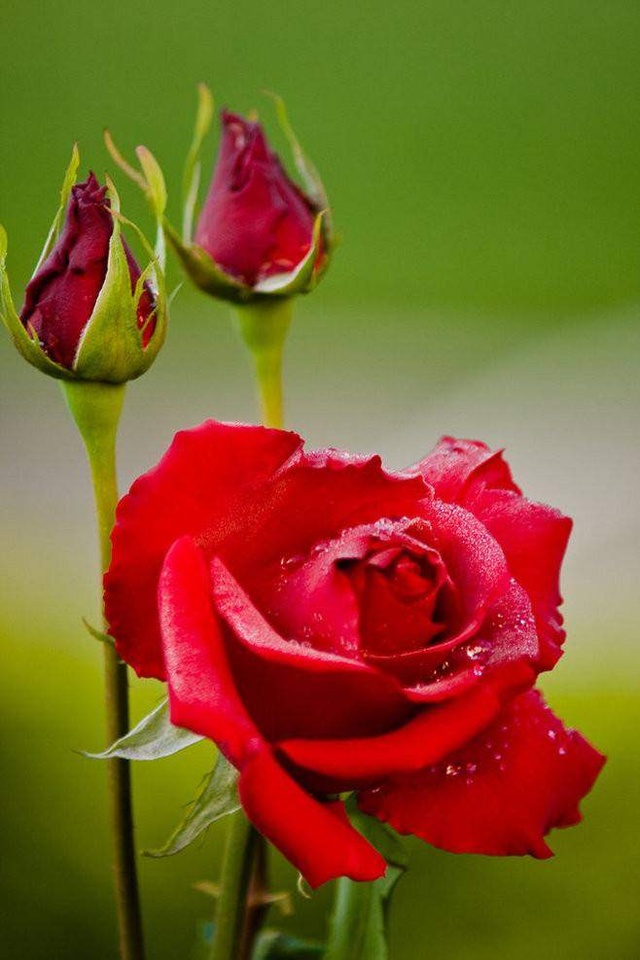 南方最好吃的炒鸡蛋,什么花炒鸡蛋最有营养