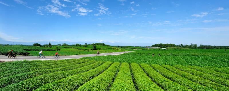 蒲江成佳采茶体验价格,四川蒲江成佳采茶