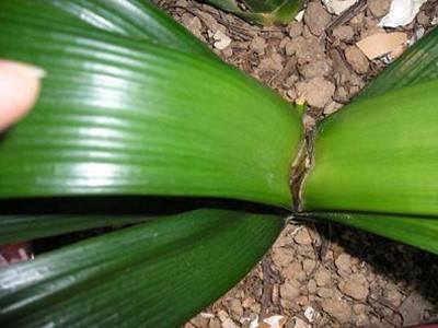 君子兰烂心如何处理能起死回生,君子兰烂心怎么处理才能活下来