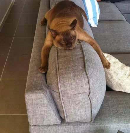 家里有四只猫是什么样的体验,家里有个调皮的猫是什么感觉