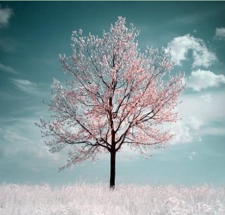 纯天然芦荟胶的正确使用方法,芦荟胶最全的使用方法