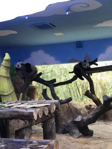 长隆野生动物园自驾游导游,广州长隆野生动物园有导游吗