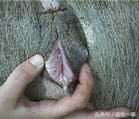 养猪怎样提高人工授精的成功率,养猪新模式猪舍建造