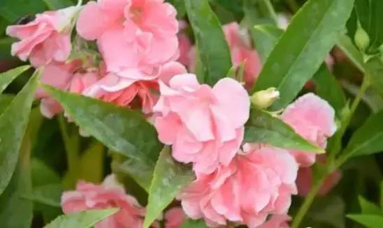 5种好看又可吃的花儿,小众又漂亮的花儿