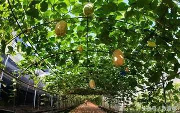 农事服务盈利模式,农事服务站利润