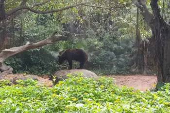 长隆野生动物园自驾游导游,广州长隆野生动物园有导游吗