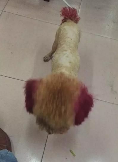 在家里给泰迪狗剃毛,天气炎热主人给狗狗剃毛成了驴