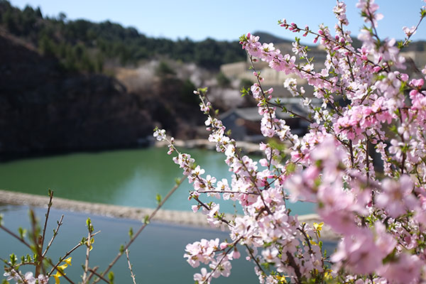 周末周边游：品味密云春景体验休闲农庄