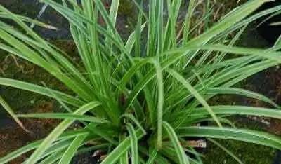 观赏草美景图片大全,观赏草叶