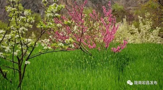 愿和你相遇,宕昌春晚春暖花开