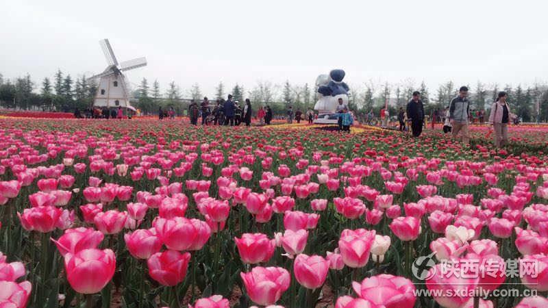 西咸新区泾河新城花展,泾河花博会