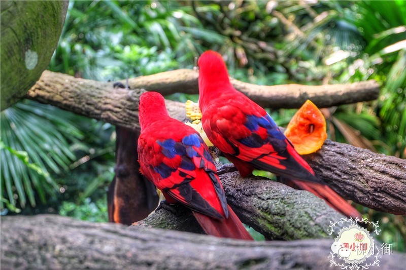 春节旅游新加坡,还能不能春节旅游去新加坡