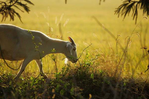 金茂凯悦酒店崇明还在哪里,上海崇明金茂凯悦酒店几星级