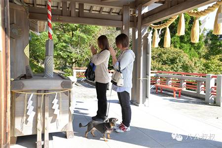 狗狗也犯羊角风吗,狗会犯太岁吗