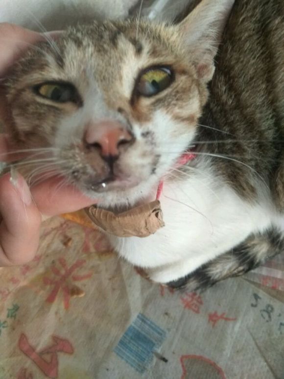 十天前被小狗咬伤了,猫抓伤人后为什么猫死了