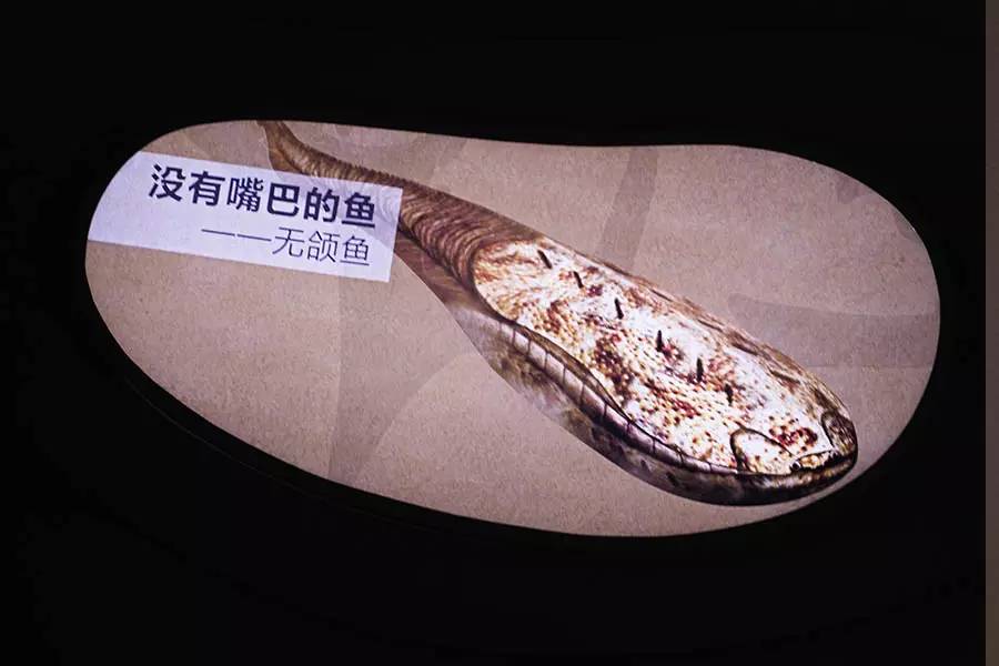 探寻人类的起源之谜,探寻人类祖先的奥秘