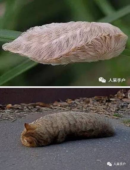 蛾,蛾,蛾~最大、最美、最奇葩,展翅向天歌