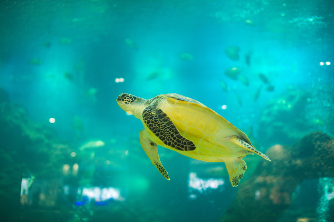 蓝天白云,椰风海韵,去三亚散散心吧