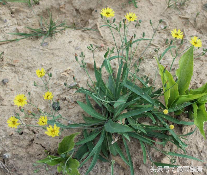 南方乡间野草大全可清热解毒,路边野花清热解毒