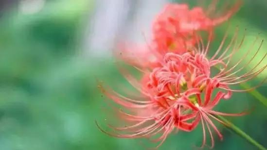 5种好看又可吃的花儿,小众又漂亮的花儿