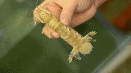 比手臂还粗的皮皮虾你吃过了吗,比手臂还要大的皮皮虾你吃过没有