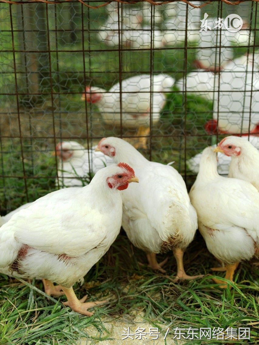 鸡不吃饲料应该吃什么,养鸡过程中鸡不怎么吃食