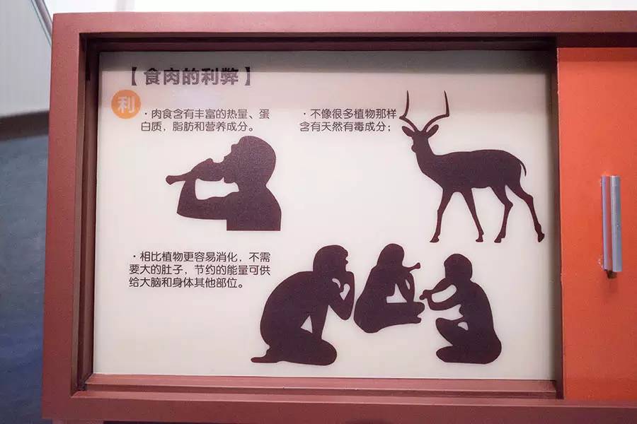 探寻人类的起源之谜,探寻人类祖先的奥秘