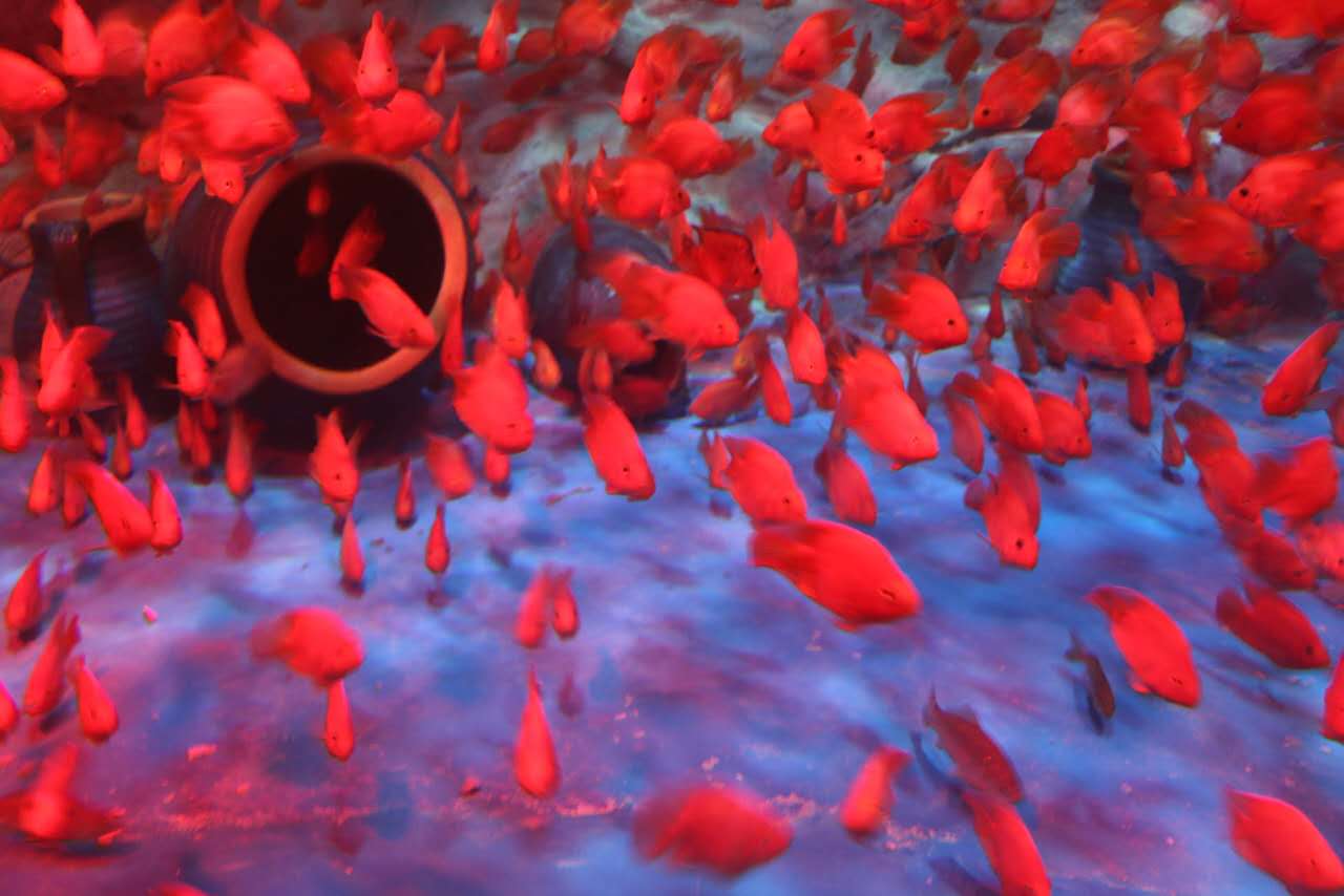 重庆汉海海洋公园几个馆,重庆汉海海洋公园过年开馆吗